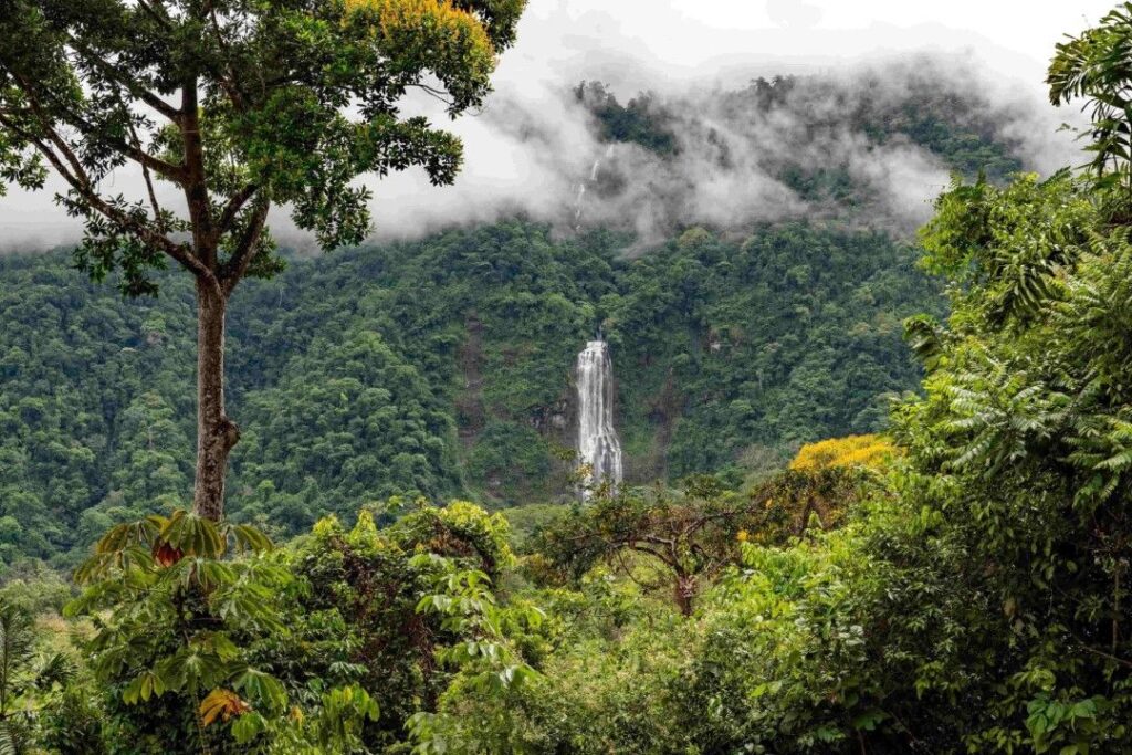 Pura Vida Wellbeing Retreats