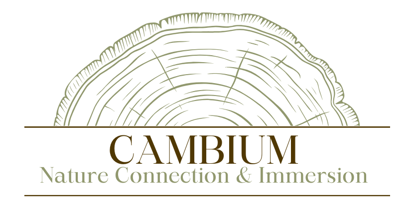 Cambium