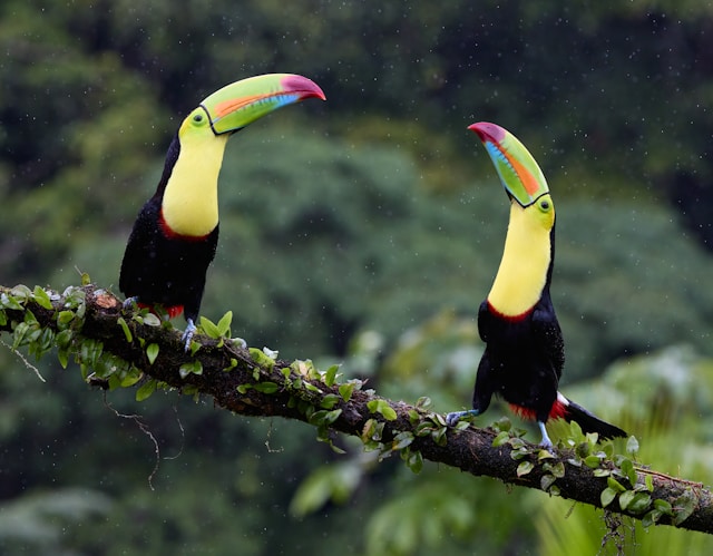 Panama Wellness Retreats 3