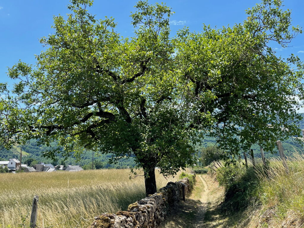 Walking Through Nature 7