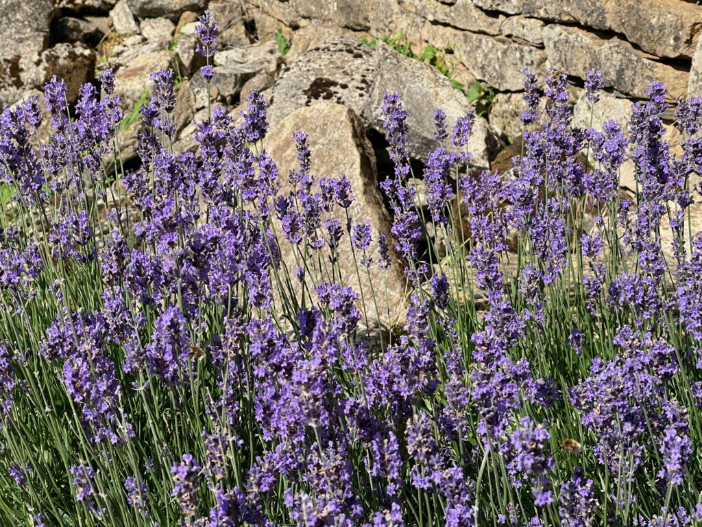 Walking Through Nature 5